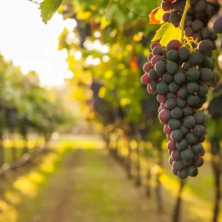 公寓 Proche Cite Medievale Et Centre - Parking Prive *